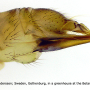 Atypophthalmus (Atypophthalmus) umbratus : ovipositor