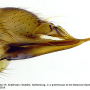 Atypophthalmus (Atypophthalmus) umbratus : ovipositor