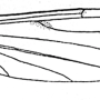 Atypophthalmus (Atypophthalmus) umbratus : wing