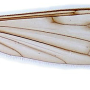 Atypophthalmus (Atypophthalmus) umbratus : wing