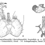 Austrolimnophila (Austrolimnophila) brevicellula : hypopygium Austrolimnophila (Austrolimnophila) brevicellula : hypopygium
