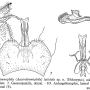 Austrolimnophila (Austrolimnophila) latistyla : hypopygium