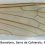 Austrolimnophila (Austrolimnophila) latistyla : wing