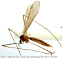 Austrolimnophila (Austrolimnophila) ochracea : habitus - female