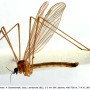 Austrolimnophila (Austrolimnophila) ochracea : habitus - male