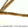 Austrolimnophila (Austrolimnophila) ochracea : body part(s) - abdomen