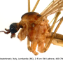 Austrolimnophila (Austrolimnophila) ochracea : body part(s) - head and thorax