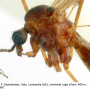 Austrolimnophila (Austrolimnophila) ochracea : body part(s) - head and thorax