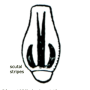 Austrolimnophila (Austrolimnophila) ochracea : body part(s) - thorax