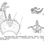 Austrolimnophila (Austrolimnophila) ochracea : hypopygium