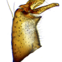 Austrolimnophila (Austrolimnophila) ochracea : hypopygium