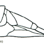 Austrolimnophila (Austrolimnophila) ochracea : ovipositor