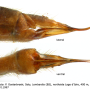 Austrolimnophila (Austrolimnophila) ochracea : ovipositor