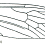 Austrolimnophila (Austrolimnophila) ochracea : wing