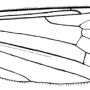 Austrolimnophila (Austrolimnophila) ochracea : wing