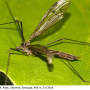 Austrolimnophila (Archilimnophila) unica : habitus - female