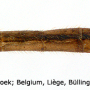 Austrolimnophila (Archilimnophila) unica : body part(s) - abdomen
