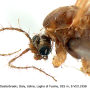 Austrolimnophila (Archilimnophila) unica : body part(s) - head and thorax