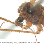 Austrolimnophila (Archilimnophila) unica : body part(s) - head and thorax