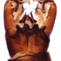 Austrolimnophila (Archilimnophila) unica : hypopygium