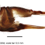Austrolimnophila (Archilimnophila) unica : ovipositor