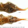 Austrolimnophila (Archilimnophila) unica : ovipositor