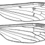 Austrolimnophila (Archilimnophila) unica : wing