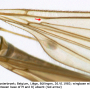 Austrolimnophila (Archilimnophila) unica : wing