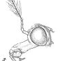 Austrotipula hudsoni : body part(s) - head and antenna