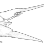 Austrotipula hudsoni : ovipositor