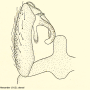 Brachypremna dispellens : hypopygium