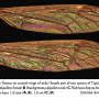 Brachypremna dispellens : wing