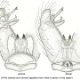 Cheilotrichia (Cheilotrichia) aemula : hypopygium