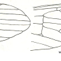 Cheilotrichia (Cheilotrichia) aemula : wing
