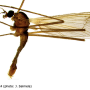 Cheilotrichia (Empeda) affinis : habitus - male