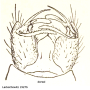 Cheilotrichia (Empeda) affinis : hypopygium