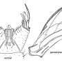Cheilotrichia (Empeda) affinis : hypopygium