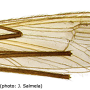 Cheilotrichia (Empeda) affinis : wing