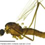 Cheilotrichia (Empeda) areolata : habitus - male