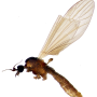 Cheilotrichia (Empeda) areolata : habitus - male