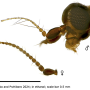 Cheilotrichia (Empeda) areolata : body part(s) - head and antenna