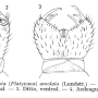 Cheilotrichia (Empeda) areolata : hypopygium