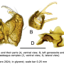 Cheilotrichia (Empeda) areolata : hypopygium