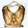 Cheilotrichia (Empeda) areolata : hypopygium