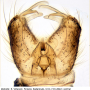 Cheilotrichia (Empeda) areolata : hypopygium