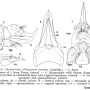 Cheilotrichia (Empeda) areolata : ovipositor
