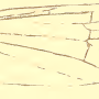 Cheilotrichia (Empeda) areolata : wing