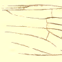 Cheilotrichia (Empeda) areolata : wing