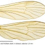 Cheilotrichia (Empeda) areolata : wing