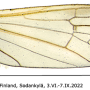 Cheilotrichia (Empeda) areolata : wing